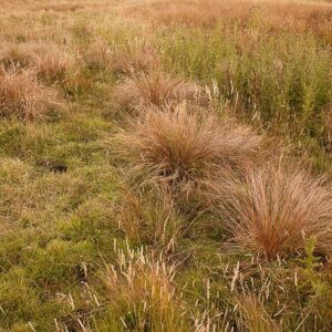 Carex testacea