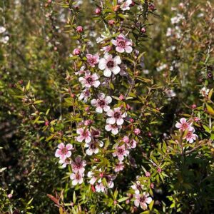 Manuka flowers