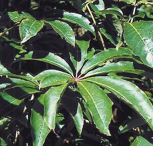 Schefflera