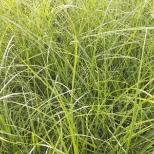 Carex virgata