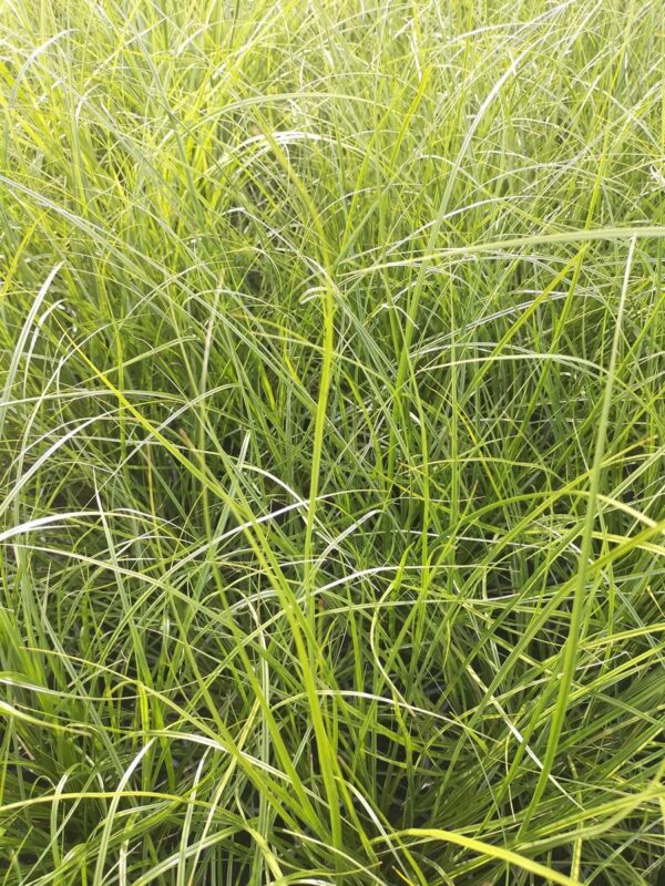 Carex virgata