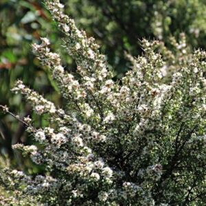 Kunzea var. linearis