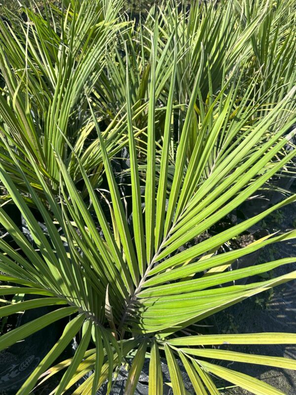 Rhopalostylis sapida