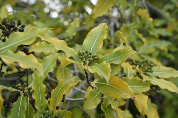 Pittosporum euginoides