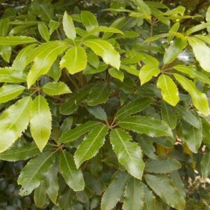 Pseudopanax arboreus