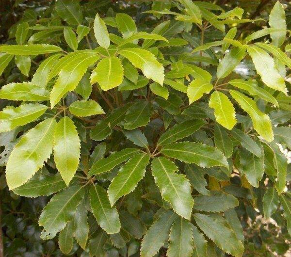 Pseudopanax arboreus