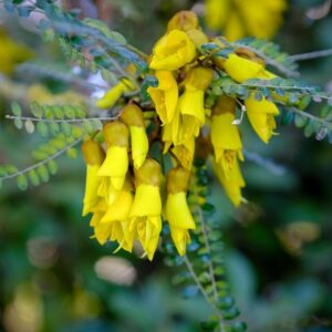 Sophora microphylla