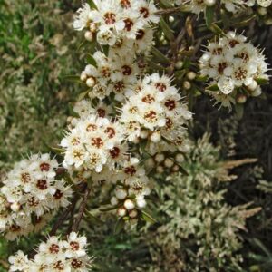 Kunzea robusta
