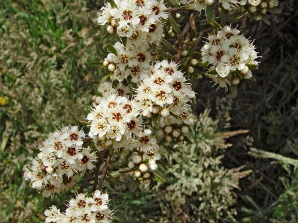 Kunzea robusta