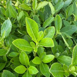 Coprosma robusta