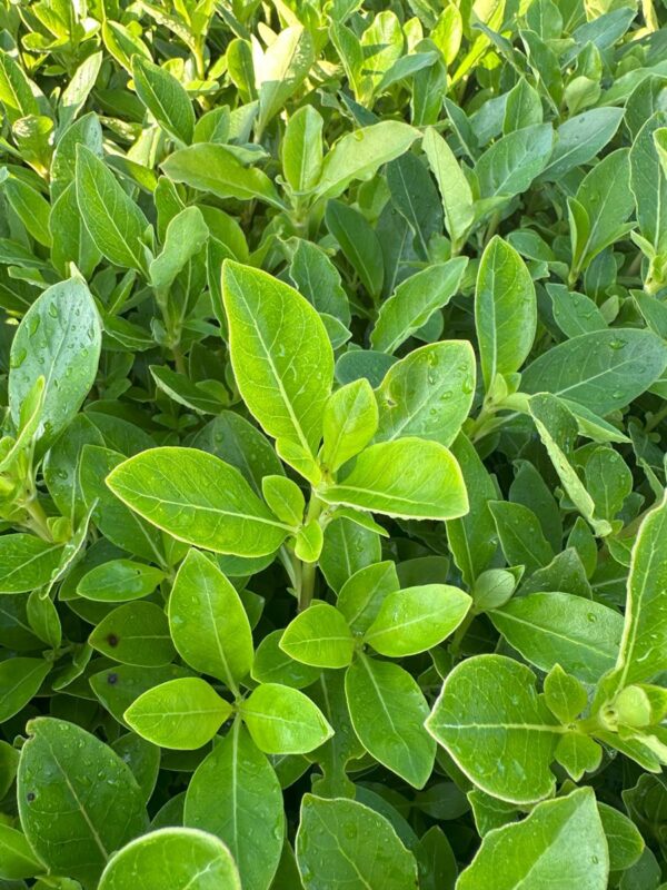 Coprosma robusta Karamu T28 Otamatea