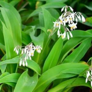 Arthropodium cirratum