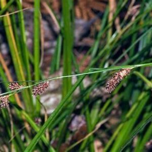 Carex dissita Forest Sedge T28-A Nil
