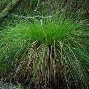 Carex secta