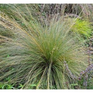 Chionochloa rubra Red Tussock T28-A Nil