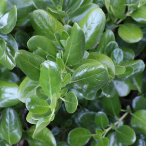 Coprosma repens (Poor Knights)