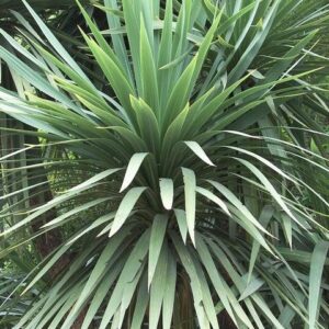 Cordyline australis