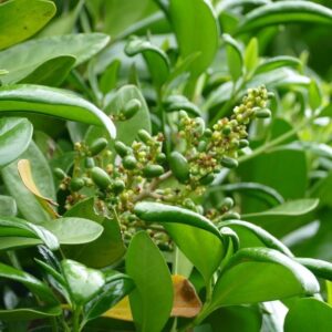 Corynocarpus laevigatus
