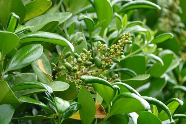 Corynocarpus laevigatus