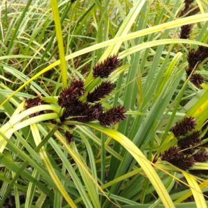 Cyperus ustalatus