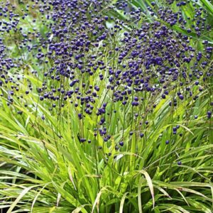 Dianella nigra