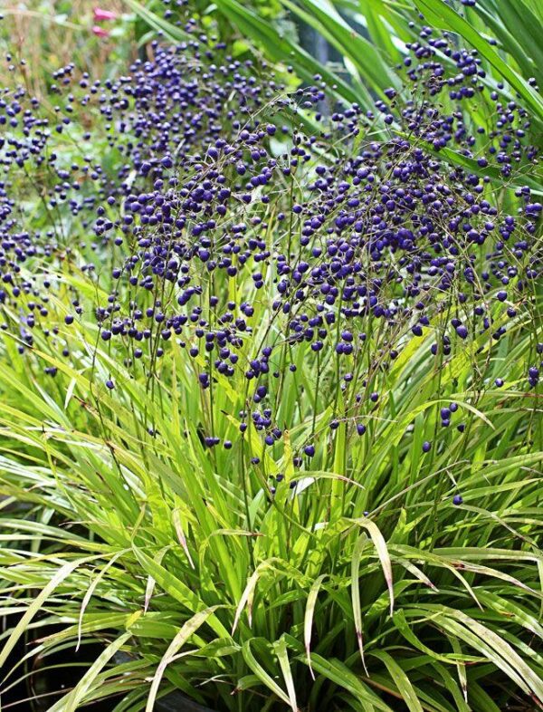 Dianella nigra