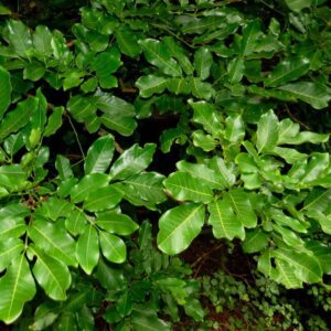 Didymocheton spectabilis