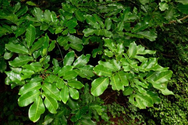 Didymocheton spectabilis