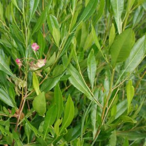 Dodonaea viscosa Akeake PB8 Kaipara