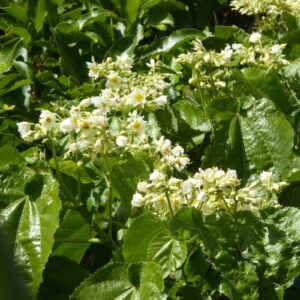 Entelea arborescens Whau T28-A