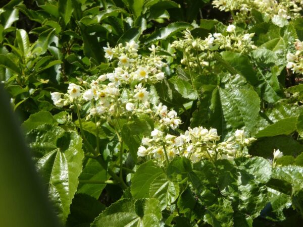 Entelea arborescens Whau T28-A