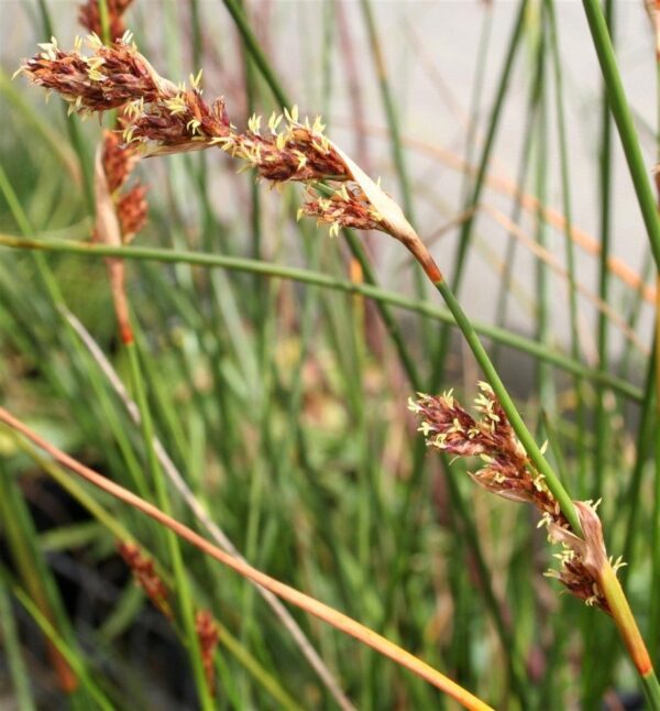 Machaerina rubiginosa Soft Twig Rush 1L Rodney
