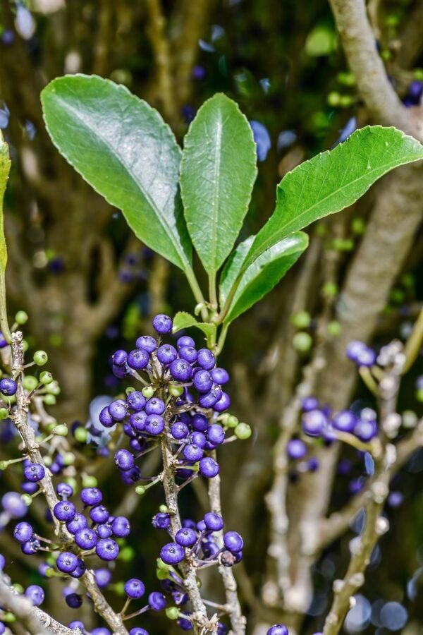 Melicytus ramiflorus