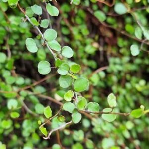 Muehlenbeckia complexa Pohuehue T28 Rodney