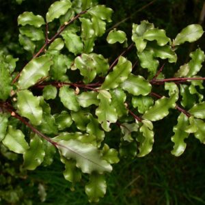 Myrsine australis