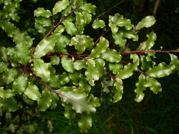 Myrsine australis
