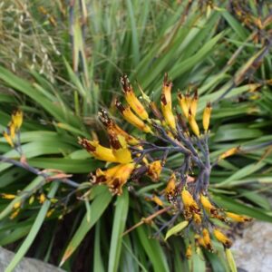Phormium cookianum