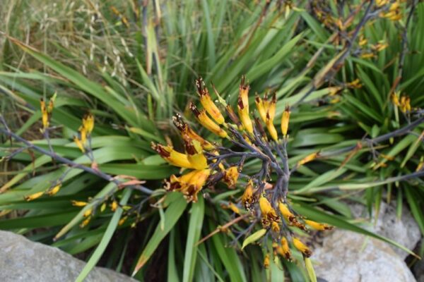 Phormium cookianum