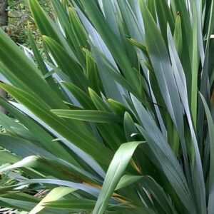 Phormium tenax