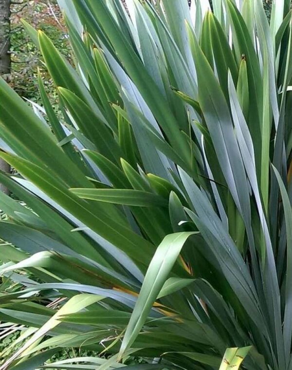 Phormium tenax