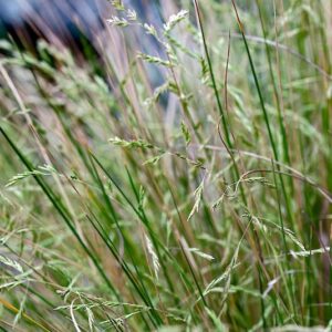 Poa Cita Silver Tussock 1L Nil