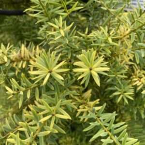 Podocarpus totara