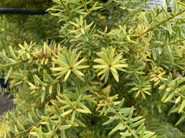 Podocarpus totara