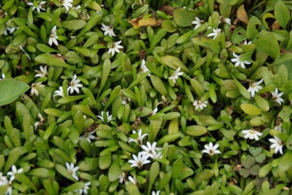 Selliera radicans