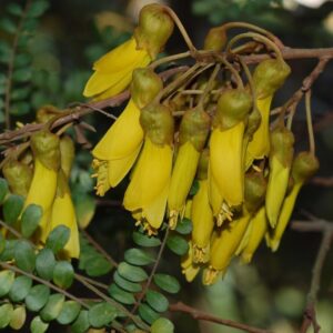 Sophora chathamica Coastal Kowhai T28-A Rodney
