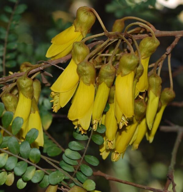 Sophora chathamica Coastal Kowhai T28-A Rodney