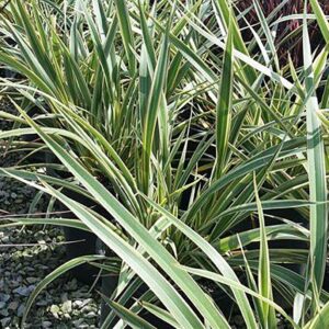 Phormium cookianum "Emerald Gem"