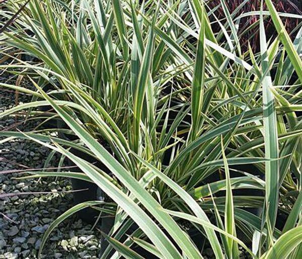 Phormium cookianum "Emerald Gem"