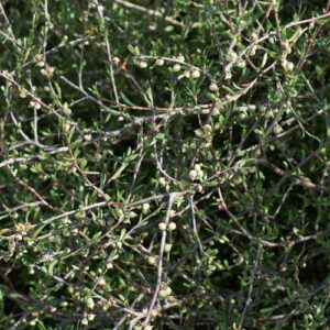 Plagianthus divaricatus