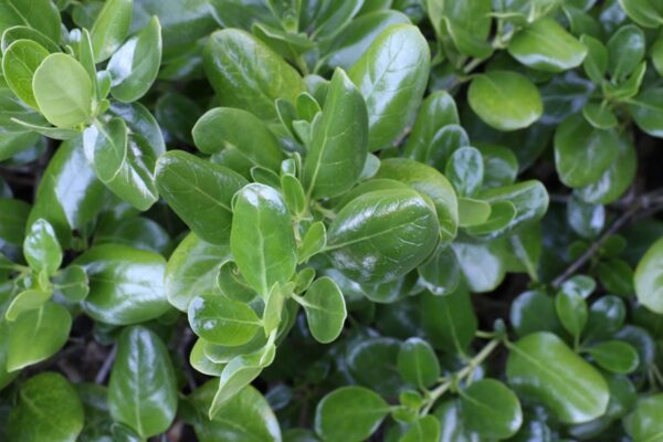 Coprosma repens Taupata 0.5L Rodney